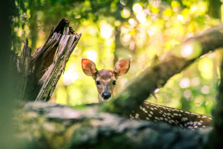 a deer peeking over the top of the nch