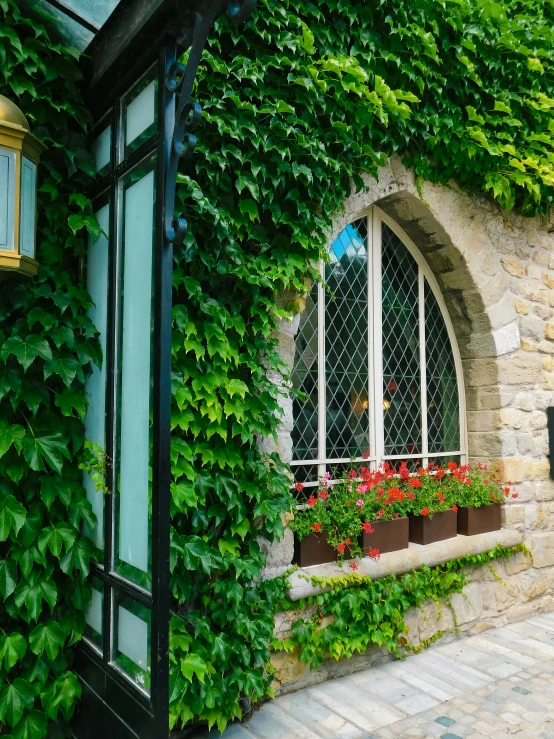 ivy covered windows over windows with plants in front