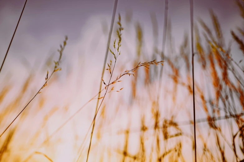 grass moving in the wind in front of a blue and yellow sky