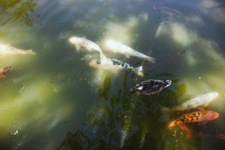 several fish swimming around in the pond