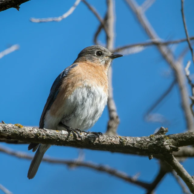 the small bird is sitting on a tree nch