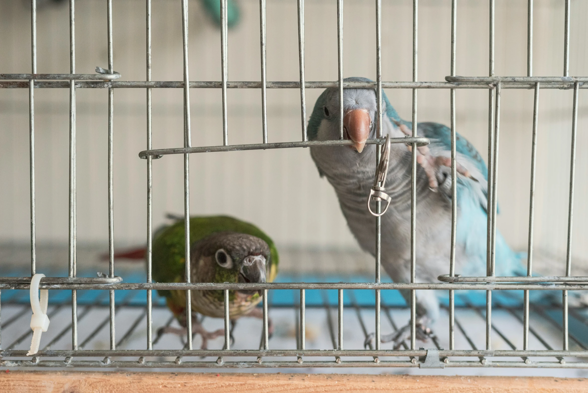 two parakeets in a cage with one standing and another looking over