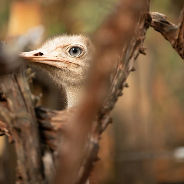 an image of a young bird standing in a tree