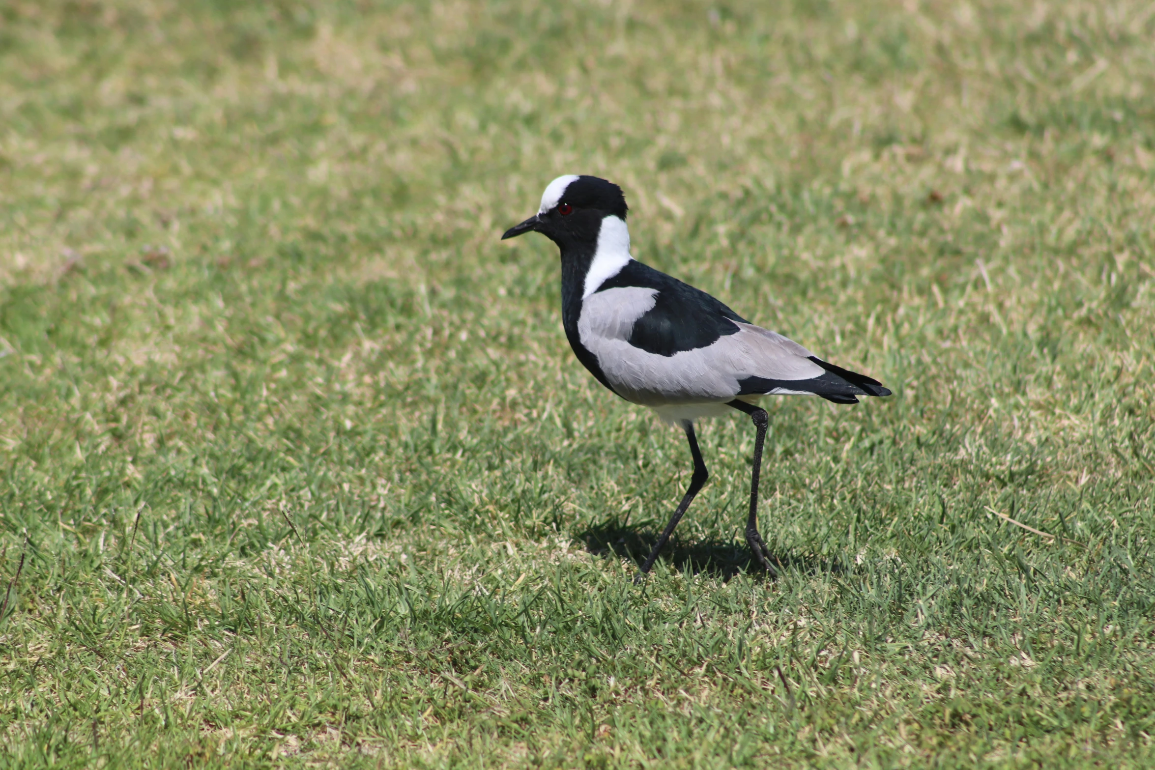 a black and white bird standing in the grass