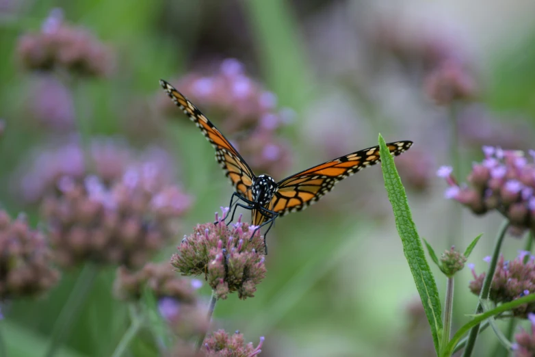 an orange monarch erfly flying over some purple flowers