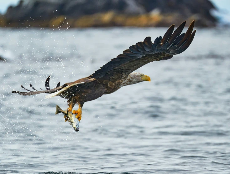 a bird flying over a large body of water