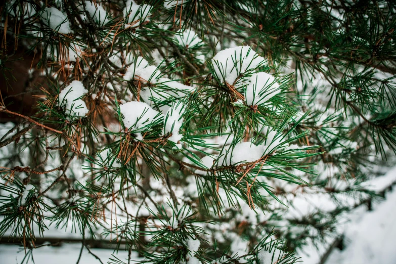 pine needles hang over snow in the foreground