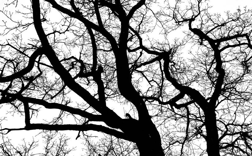 the silhouette of two trees against a cloudy sky