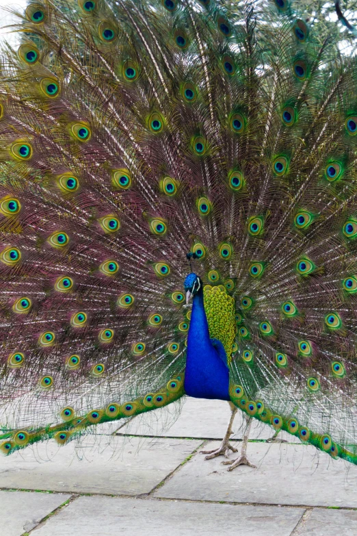 the man's peacock has it's feathers open and is displaying its impressive show