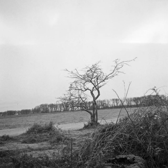 a lone tree sitting alone in the middle of a field