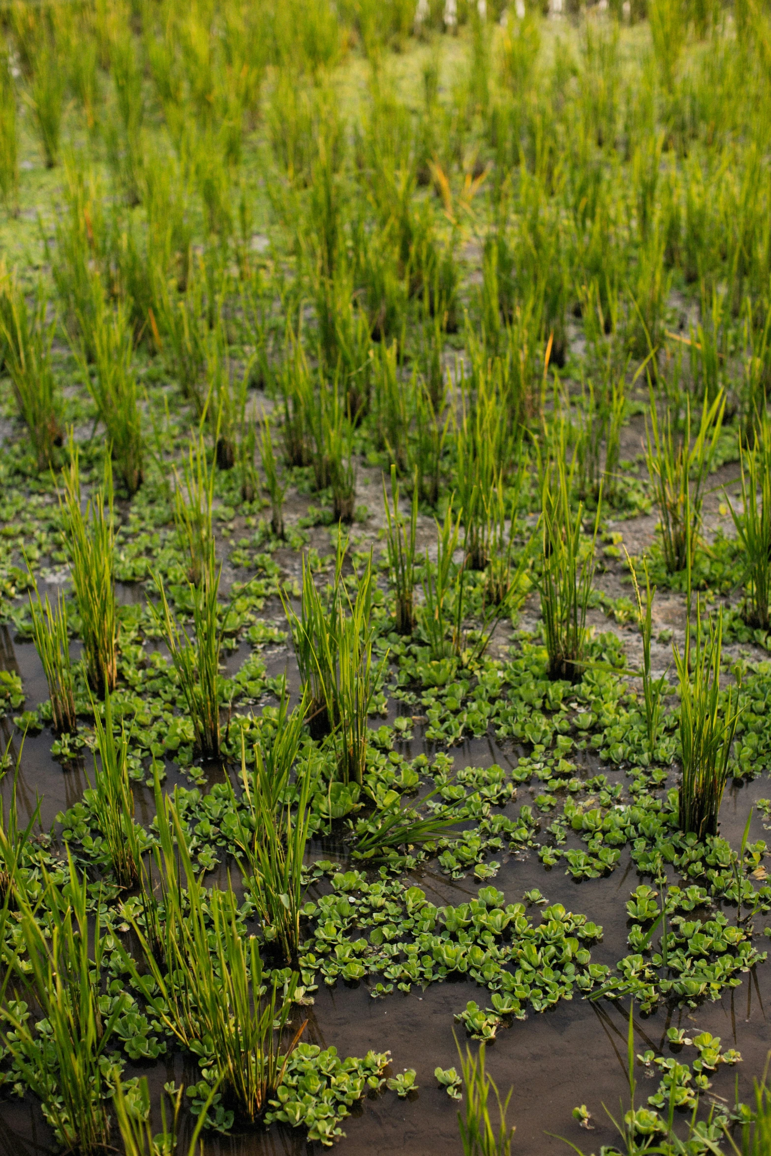 the plant life in the field is green