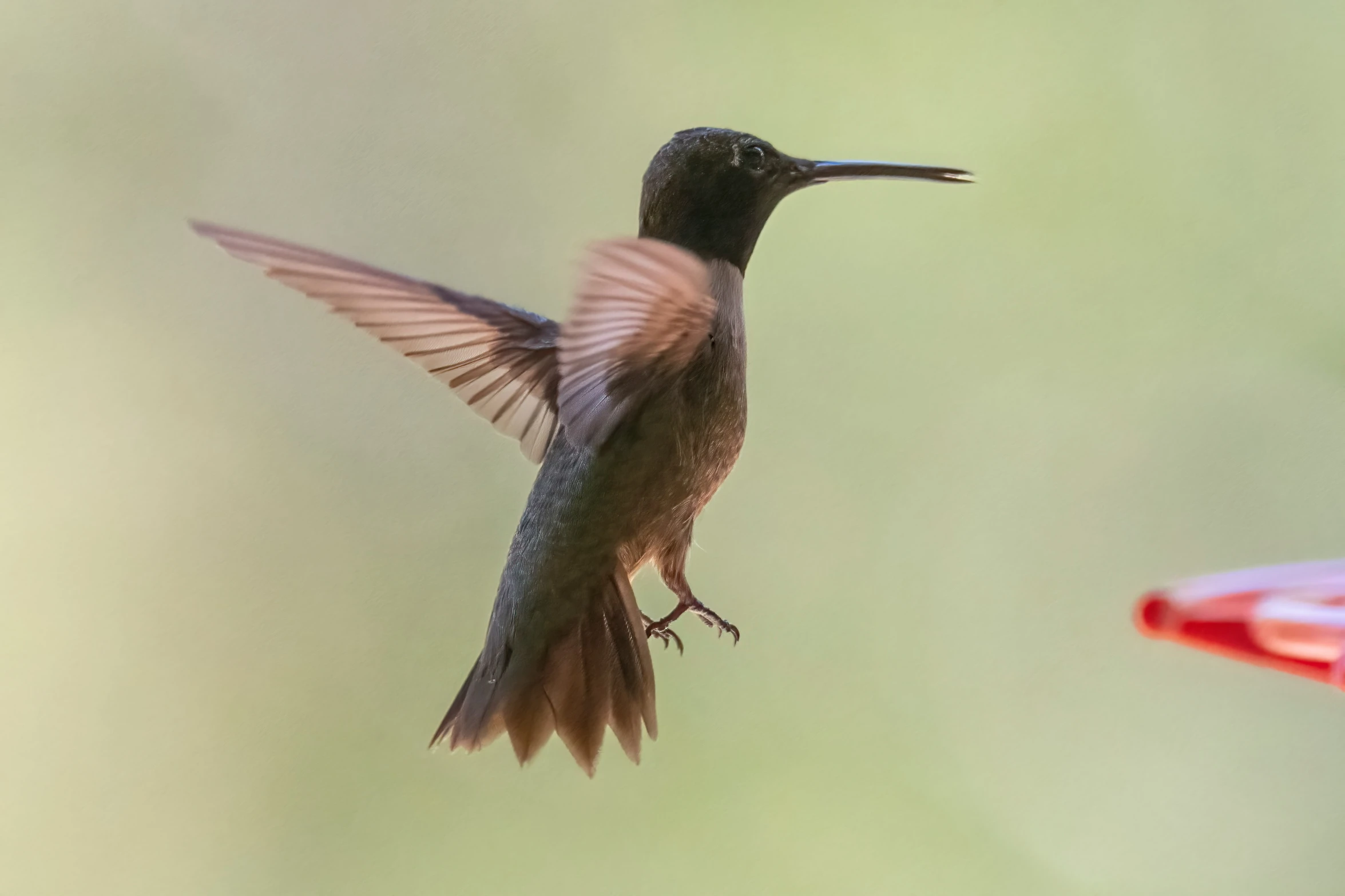 a hummingbird is on the wing and about to feed