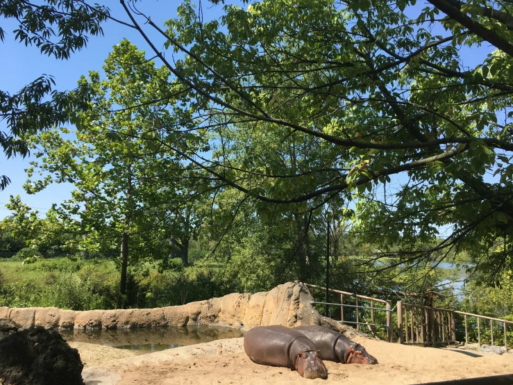 an animal lying on the ground by some dirt