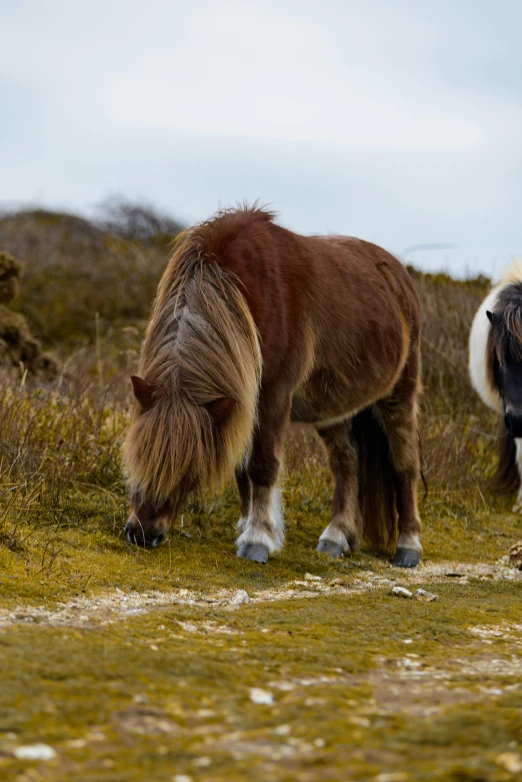 a pony and its baby walking near the grass