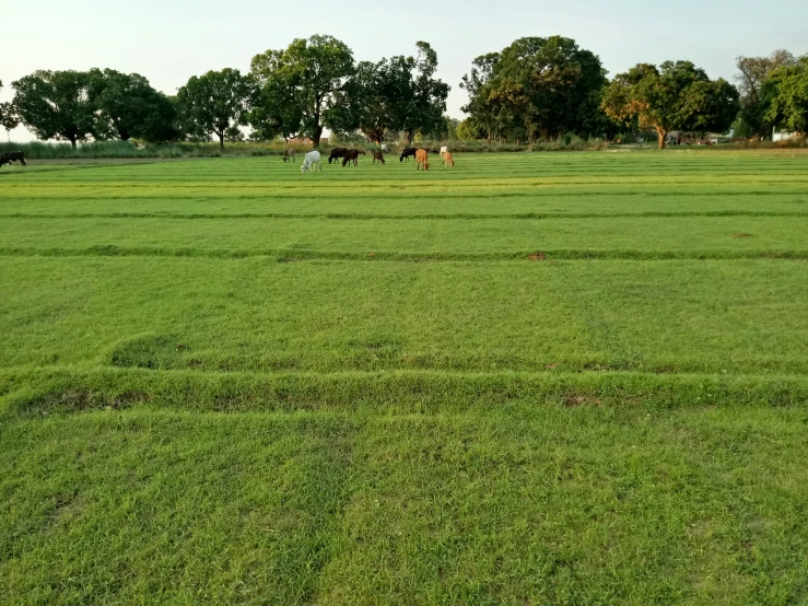 a grassy field with a few horses grazing