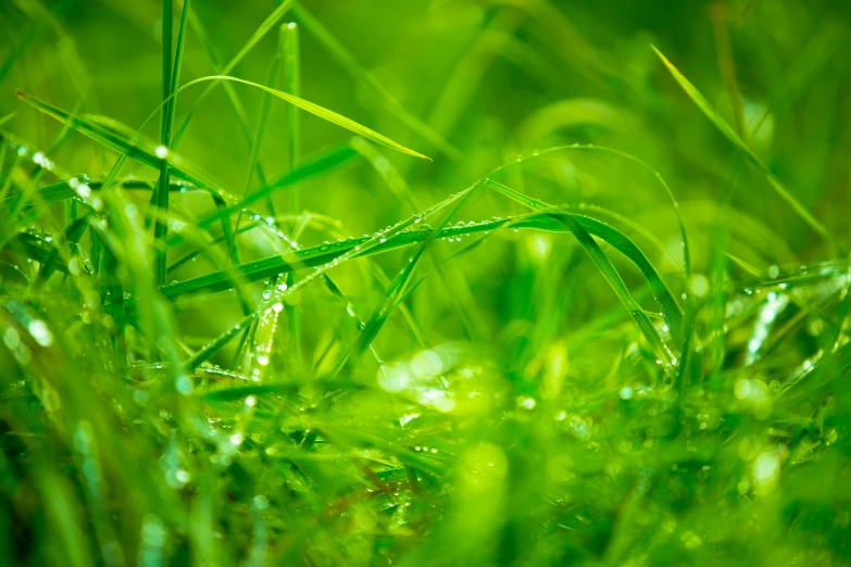 grass with water droplets on it