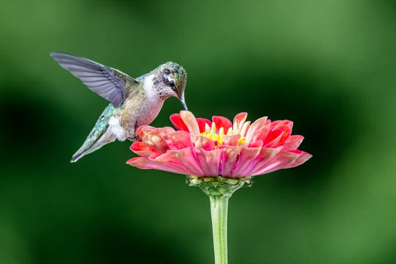 a hummingbird is feeding from a pink flower