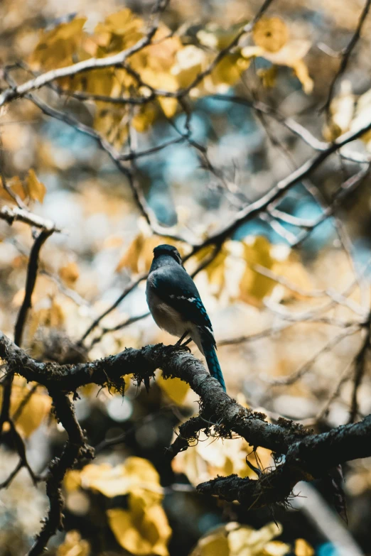 a bird on the nch of a tree in the fall