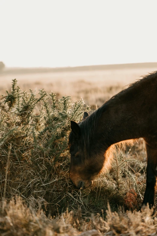 a horse sniffs the bush in a field