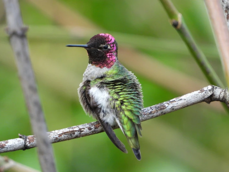 a green and white humming bird perched on top of a tree nch