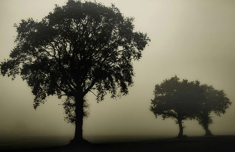 two tree silhouettes on a foggy day