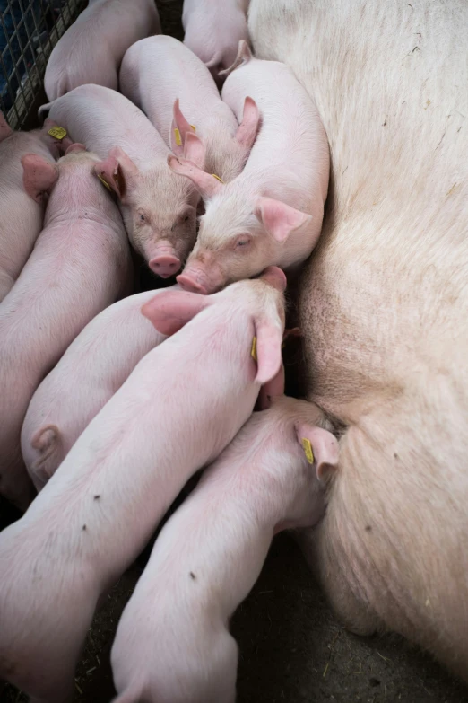 several pigs in a pile being held together by their mothers