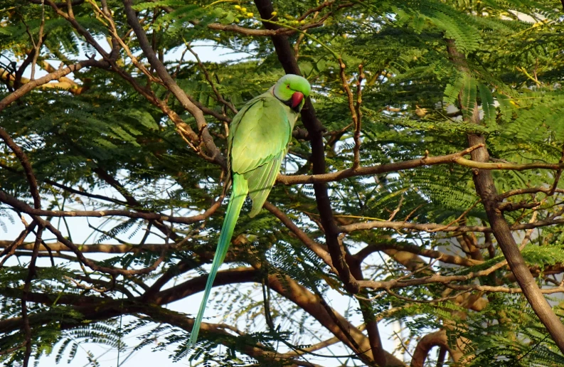 a green parrot perched in a tree with lots of nches