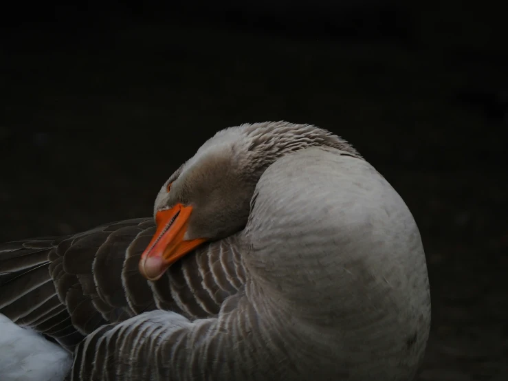 a duck with an orange beak stares at the camera