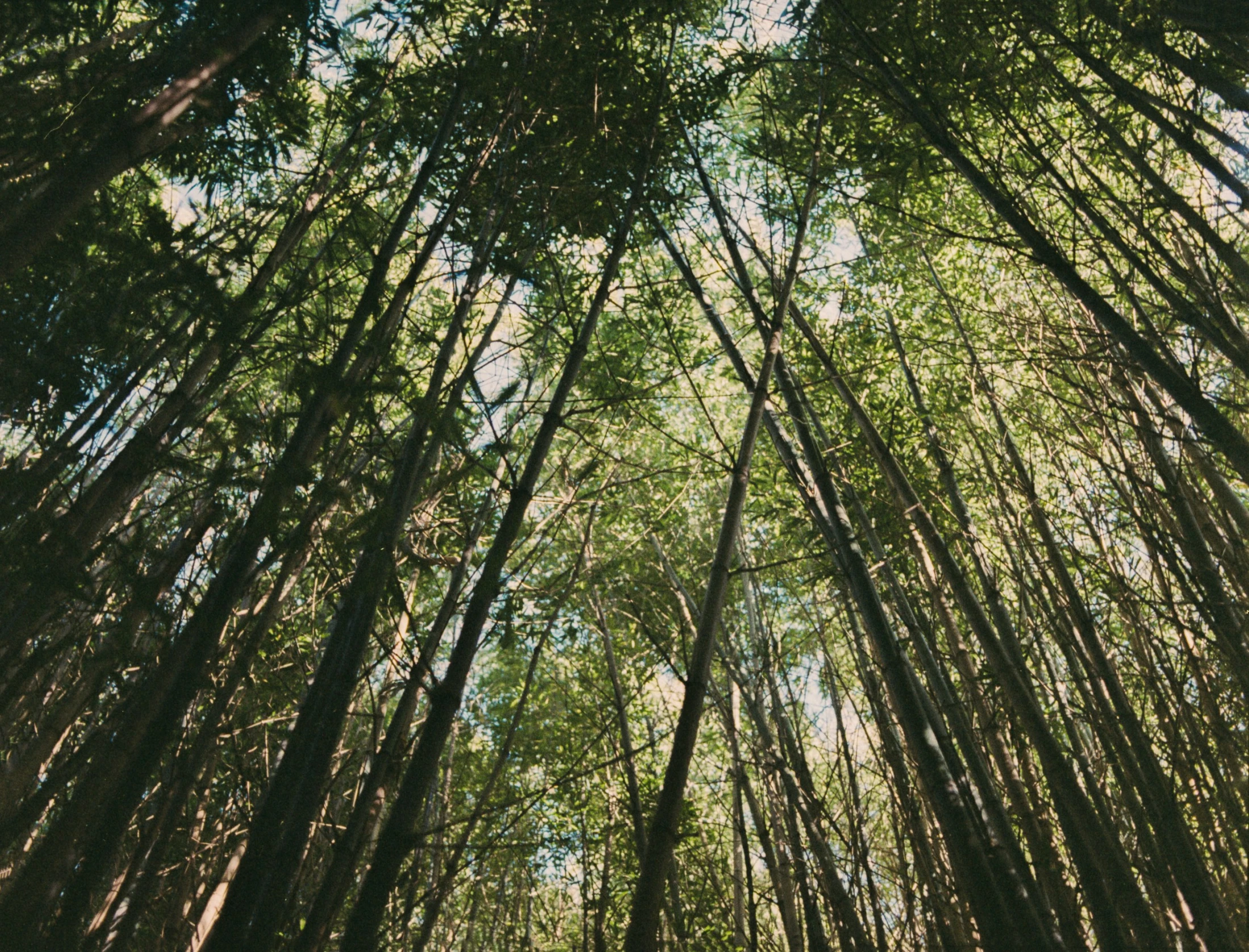 a forest with many tall trees with sun shining on them