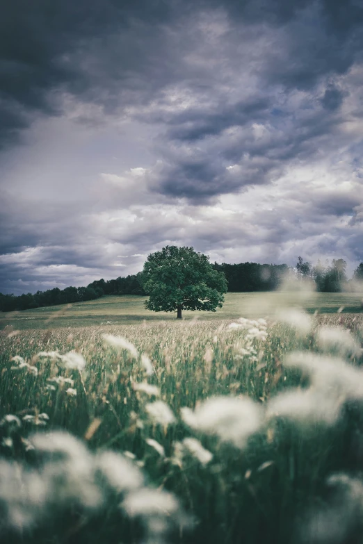 there is an empty tree in a large field