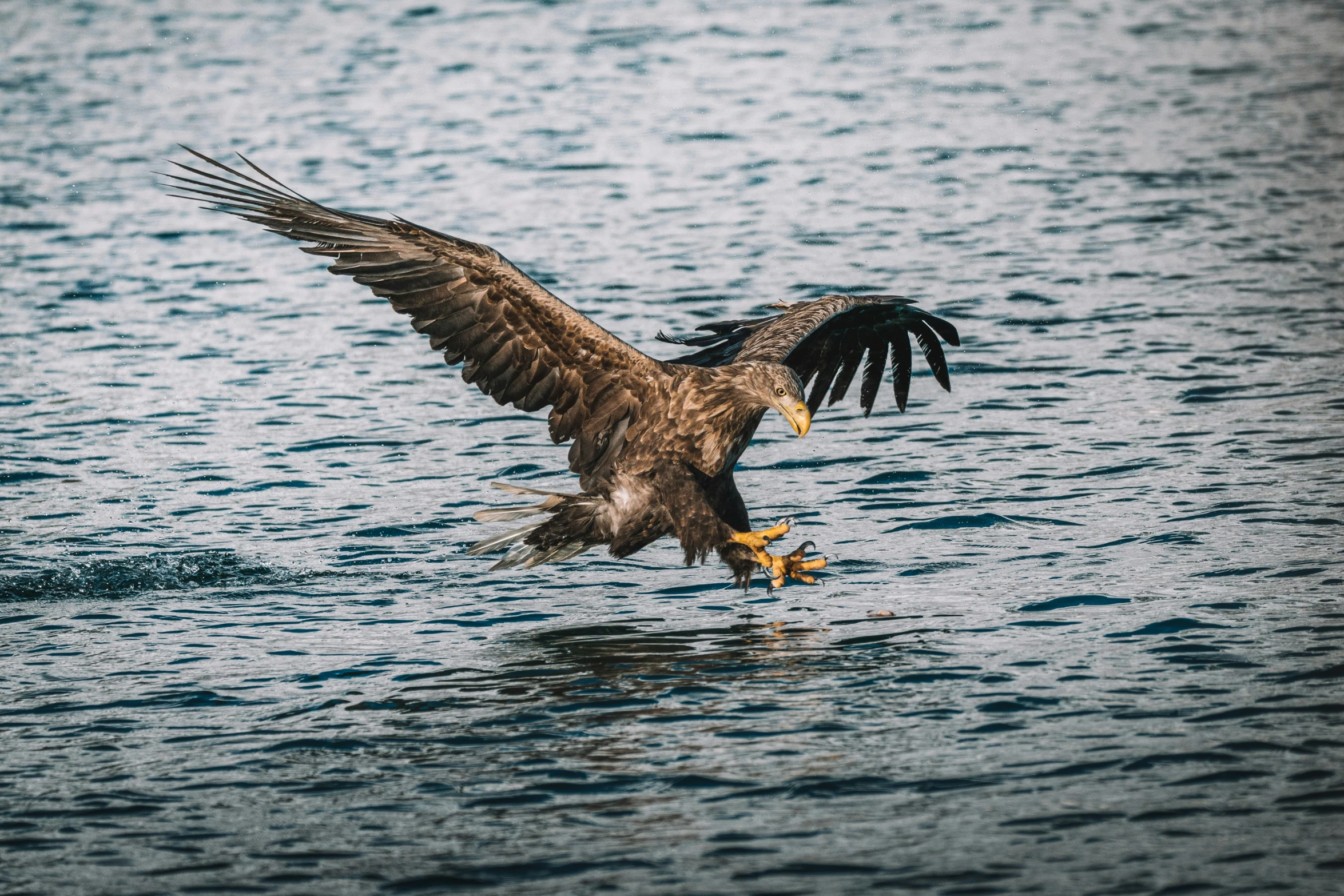 an eagle is getting ready to catch a fish