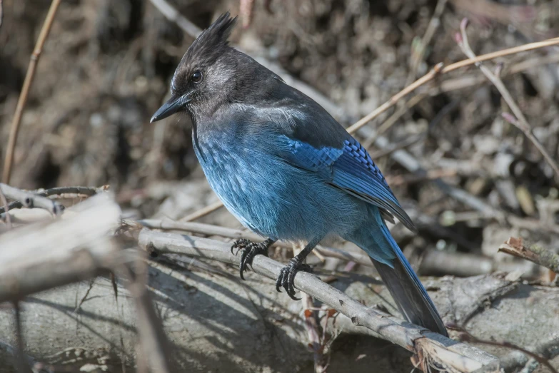 a blue and black bird perched on a nch