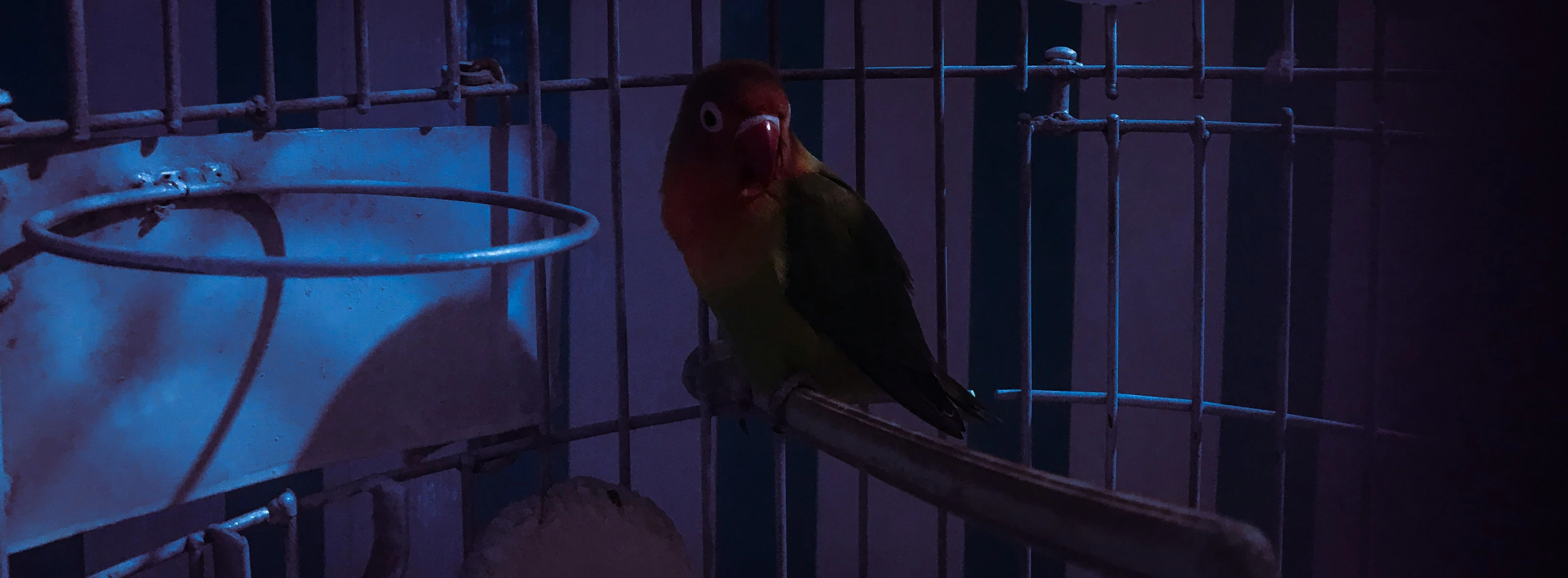 a bird in a cage is perched on a bar