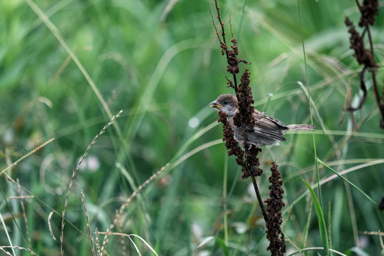 a small bird is perched on a plant