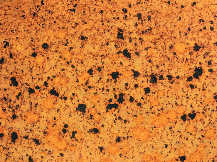 an orange substance with black dots is depicted