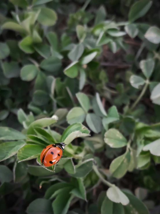 a lady bug on top of a leafy green plant