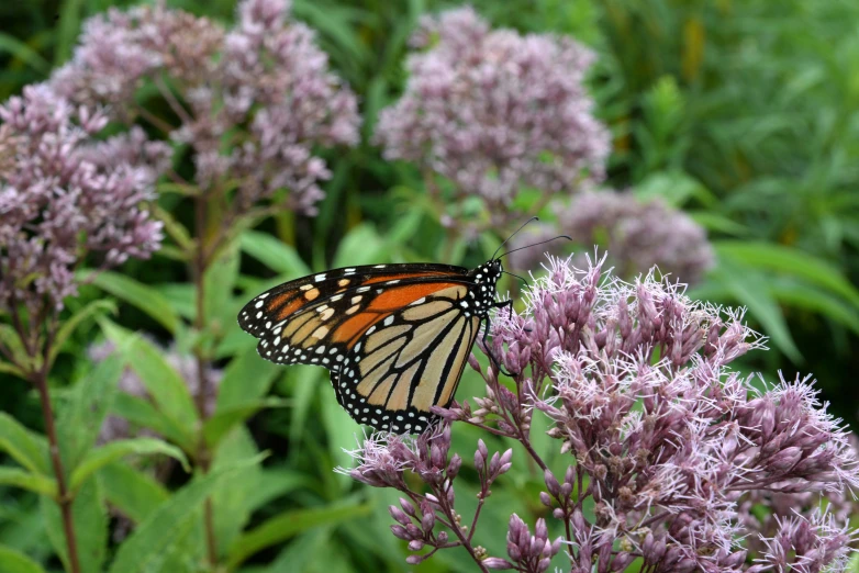 a erfly on purple flowers, with green foliage in the background