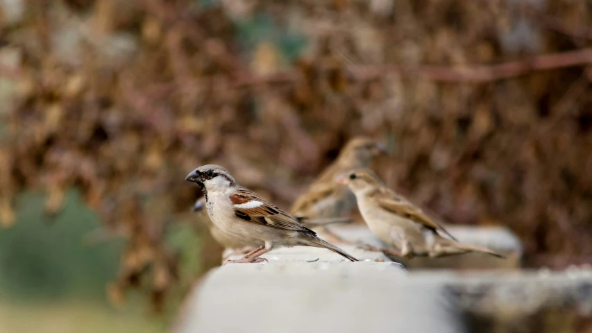 three birds sit on top of a stone slab