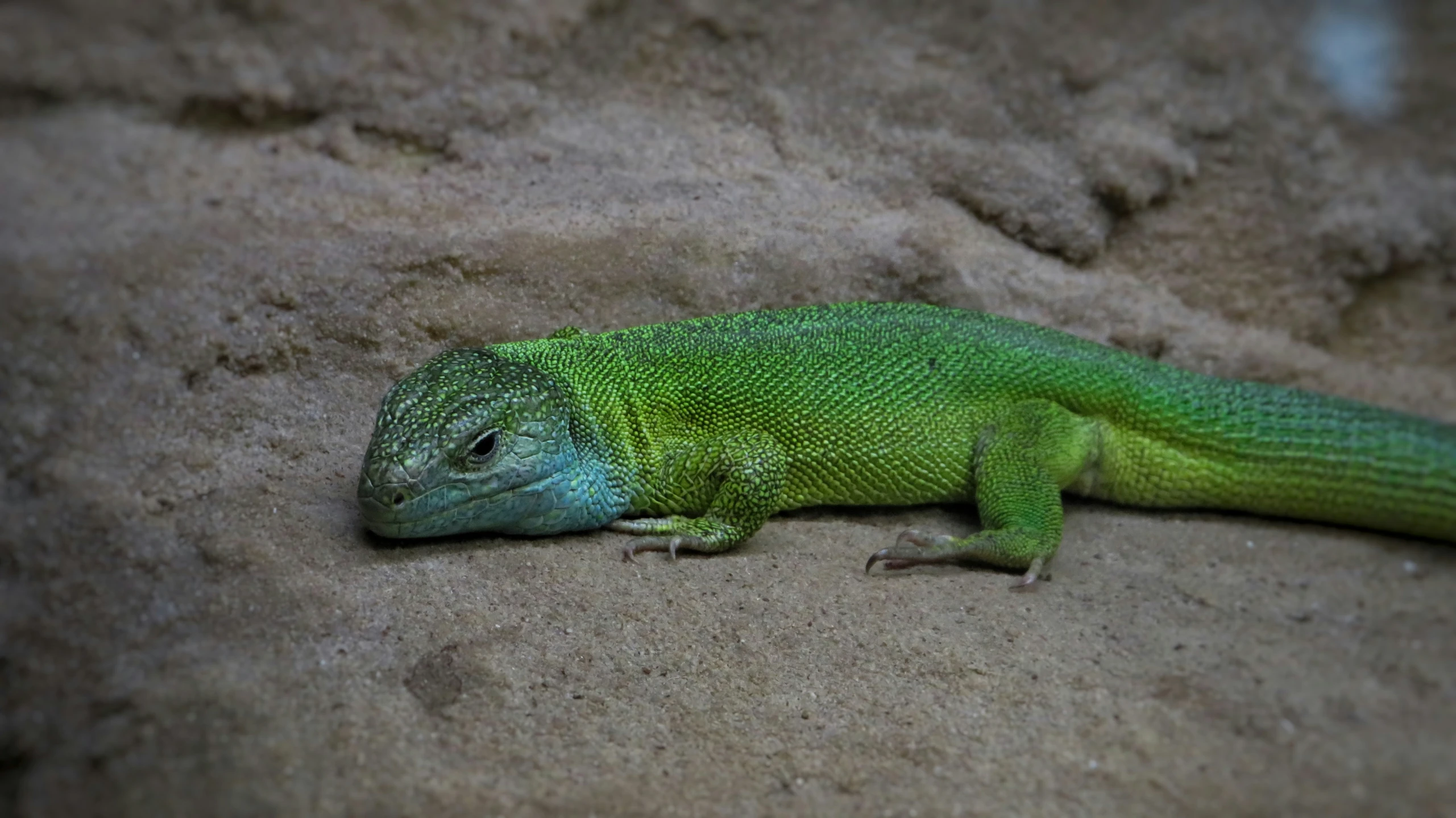 a lizard that is laying down on a beach