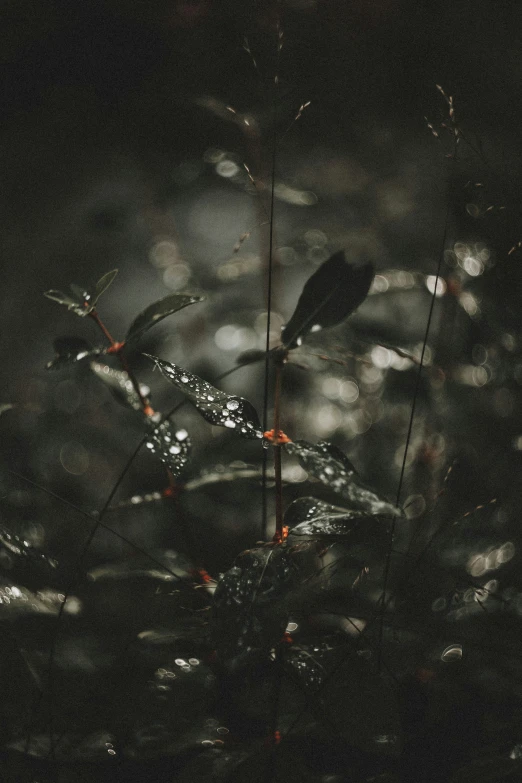 a dark forest with a few flowers and drops