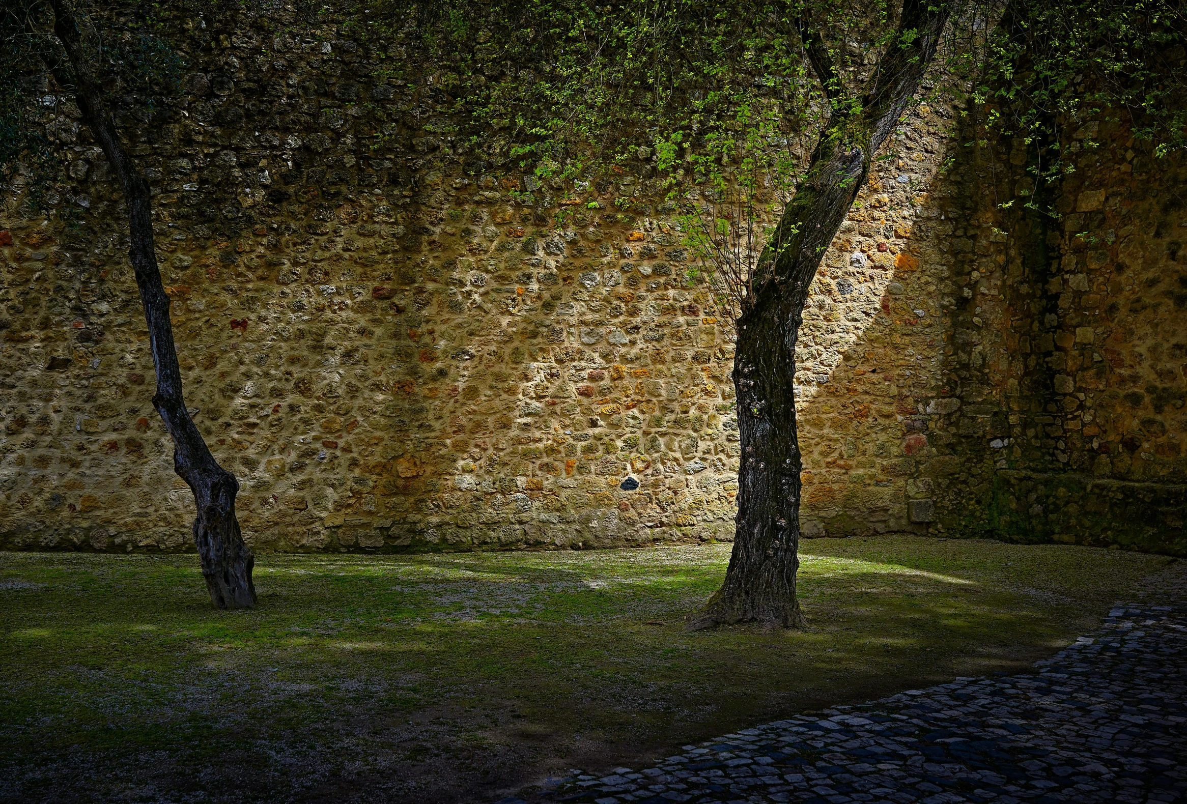 a grassy area with trees and rocks in the background