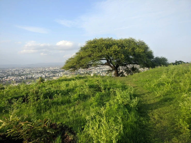 a lone tree in a grassy area with a city below