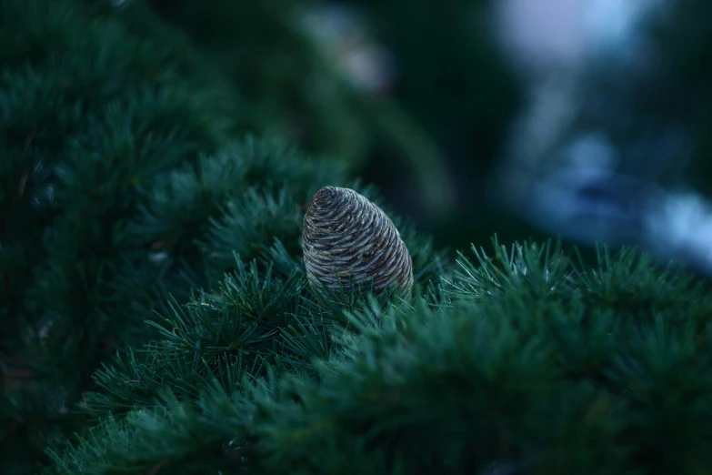 a small owl on a tree nch