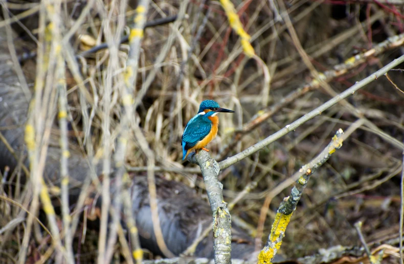 a bird is sitting on a tree limb