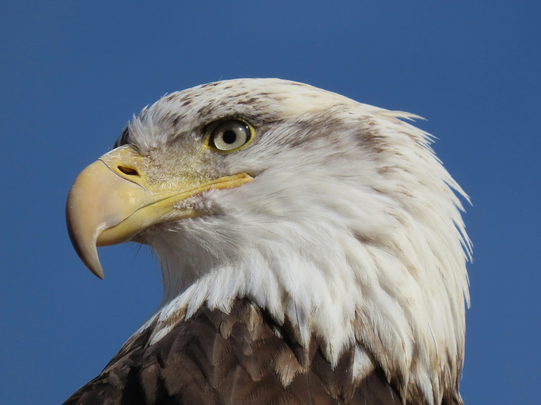 close up of the head of a bald eagle against a blue sky