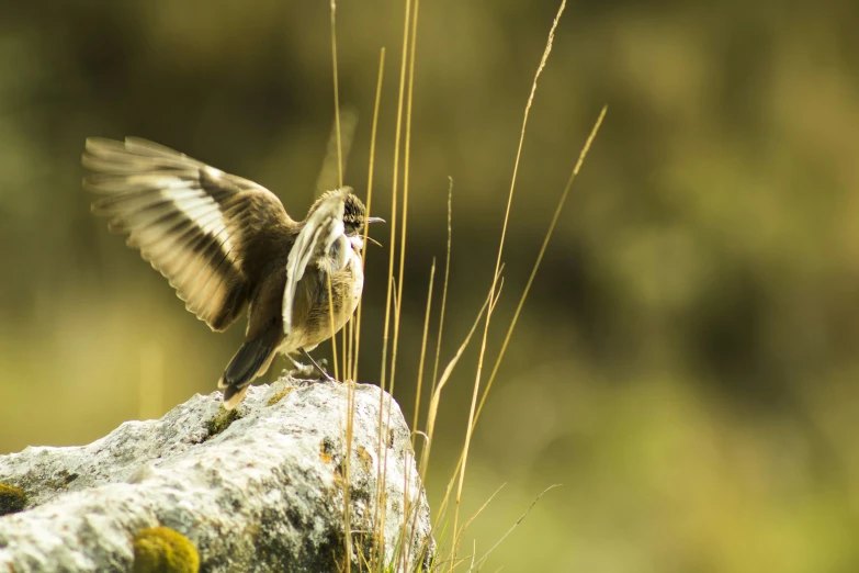 a small bird flaps it's wings while standing on a rock