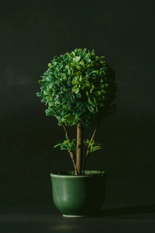 a small potted tree in the corner of the room