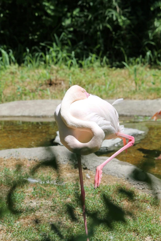 there is a pink and white bird that is on some grass