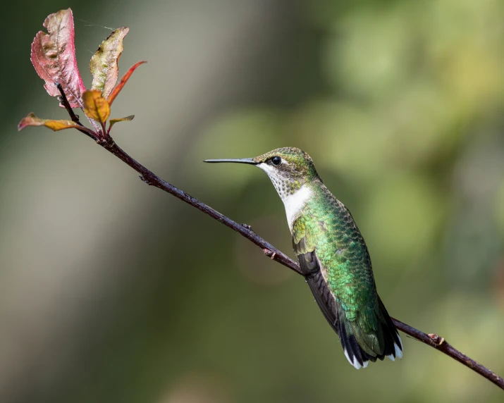 a hummingbird perches on a nch of a tree