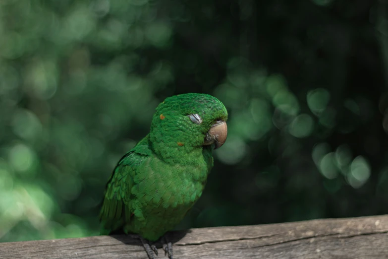 a green parrot sitting on top of a piece of wood
